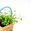 ワイヤープランツの育て方!枯れる原因や剪定方法は?地植えできる? ワイヤープランツ