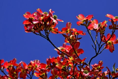 最高かつ最も包括的なハナミズキ 花言葉 英語 すべての美しい花の画像