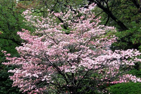 ハナミズキ 花水木