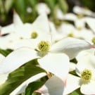 【ヤマボウシの育て方】苗の植え方、剪定方法は?挿し木で増やせるの? ヤマボウシ