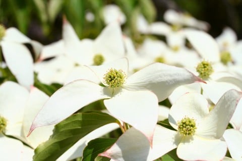 ヤマボウシ 花
