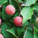 ヤマボウシの実、味・効能・食べ方は?ジャムや果実酒の作り方は? ヤマボウシ