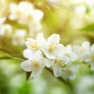 ジャスミンの花言葉や種類は?開花時期や効能は? ジャスミン
