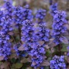 アジュガの育て方|苗の植え方や増やし方、種まきの方法は? アジュガ