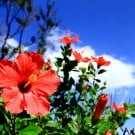 【ハイビスカスの育て方】剪定、挿し木、植え替えの方法・時期は? ハイビスカス