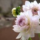 ダリアの花言葉|花の種類や時期、季節は?和名や赤・白の意味は? ダリア