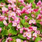 ベゴニアの花言葉、種類、開花時期は?木立性、根茎性、球根性とは? ベゴニア