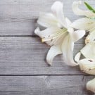 カサブランカの育て方!球根の植え付け方法や時期は? カサブランカ