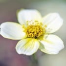 ウインターコスモスの花言葉と育て方|冬にだけ咲く花?種類は? コスモス