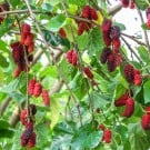 桑の実(マルベリー)の効能や効果! クワ