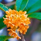 キンモクセイ(金木犀)の花言葉!見頃の季節や開花時期は? キンモクセイ