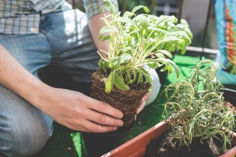 植物 植え付け
