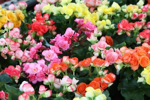 ベゴニア 花