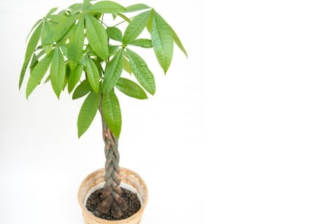 パキラ 観葉植物