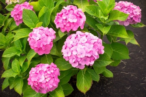 あじさい ピンク あじさい アジサイ 紫陽花