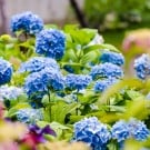 アジサイの育て方!鉢植えや植え替え方法、肥料の量や枯れる原因は? アジサイ