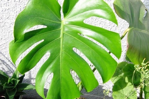 モンステラ 観葉植物