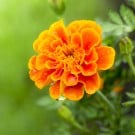 マリーゴールドの育て方!種まきや寄せ植え、虫除けの効果は? マリーゴールド