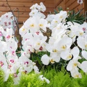 胡蝶蘭の育て方 植え替えは必要 水やりや肥料 手入れの方法は Horti ホルティ By Greensnap