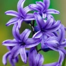 ヒヤシンスの育て方|球根の植え方や時期、見頃の季節は? ヒヤシンス