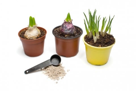 ヒヤシンス 鉢植え