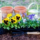 花壇を彩る花!春・夏・秋・冬に植える花おすすめ10選