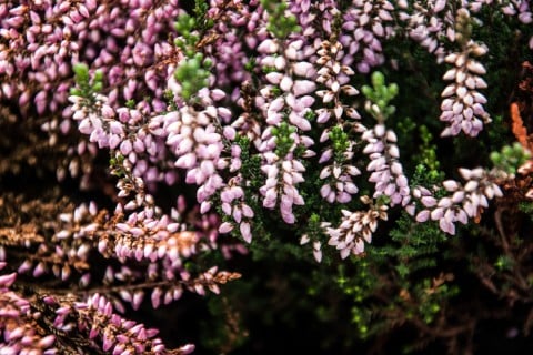 エリカの花言葉は?色や種類、開花時期、見頃の季節は?どんな植物? - horti 〜ホルティ〜 by GreenSnap