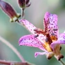ホトトギスの花言葉は?どんな植物?色や種類、見頃の季節は? ホトトギス