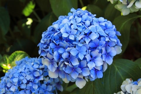 あじさい 青 あじさい アジサイ 紫陽花