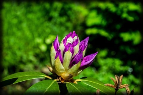 シャクナゲ 蕾