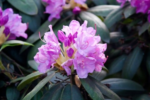 シャクナゲ 花 満開