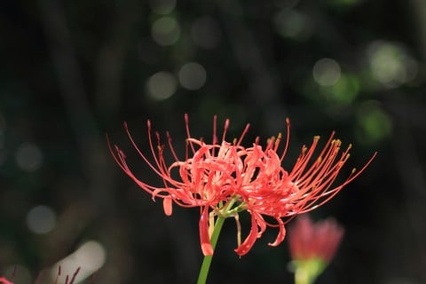 彼岸花 赤 花