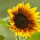 ひまわりの育て方!種まきや苗の植え方、鉢植えで栽培するコツは? ヒマワリ