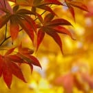 秋の花といえば?ブーケや花束におすすめな花10選