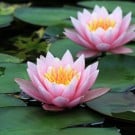 睡蓮の育て方|植え方や植え替え、株分けでの増やし方は? スイレン