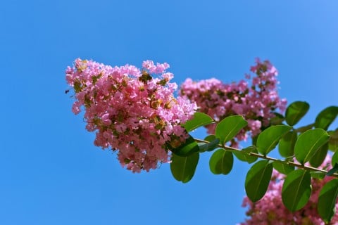 サルスベリ 花 枝