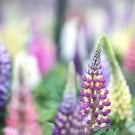 ルピナスの花言葉とは?種類や品種は?開花時期と見頃の季節は? ルピナス
