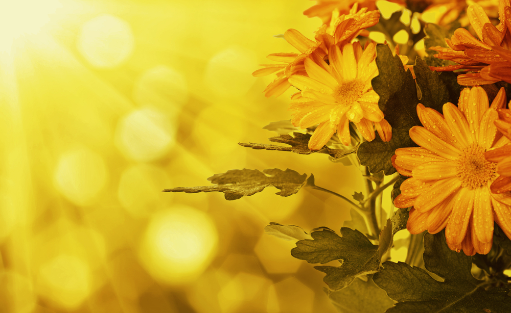 11月に咲く花10選 花言葉や育て方のコツ 注意点は Horti ホルティ By Greensnap