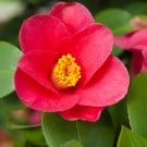 椿(ツバキ/カメリア)の花言葉!種類や品種、サザンカとの違いは? ツバキ