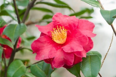 山茶花
