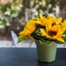 ミニひまわりの育て方|種まきの方法や時期は?ベランダで育てられる? ヒマワリ