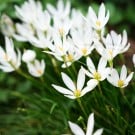 ゼフィランサスの花言葉や育て方は?球根の植え方や時期は? ゼフィランサス