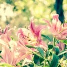 ユリ(百合)の育て方|球根の植え方や掘り上げ時期、植え替え方は? ユリ