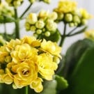 カランコエの育て方!挿し木や挿し芽、植え替えの方法は? カランコエ