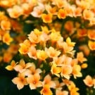 カランコエの育て方|挿し木や植え替えの方法、花が咲かない原因は? カランコエ
