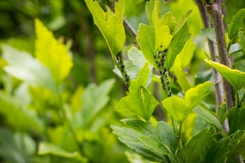 観葉植物 虫 アブラムシ