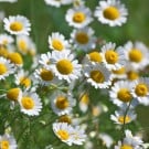 カモミールの育て方!ローマンカモミールとジャーマンカモミールの種まきや苗の植え方は? カモミール