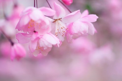 ハナカイドウ 花