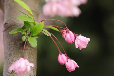 花びら ハナカイドウ