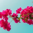ブーゲンビリアの花言葉|花の種類や時期、見頃の季節は? ブーゲンビリア